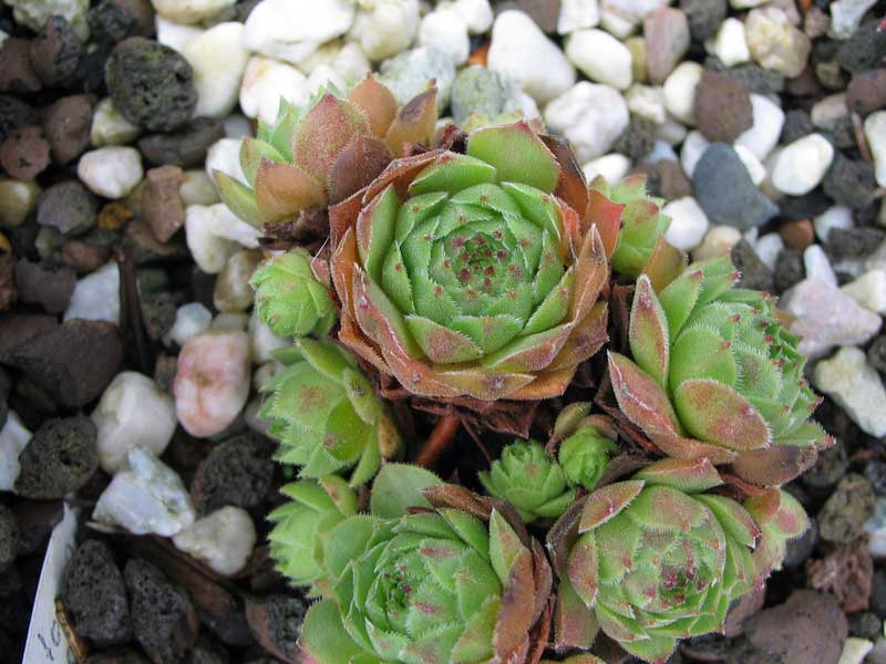 cantabricum ssp. cantabricum from Puerto de Leitariegos