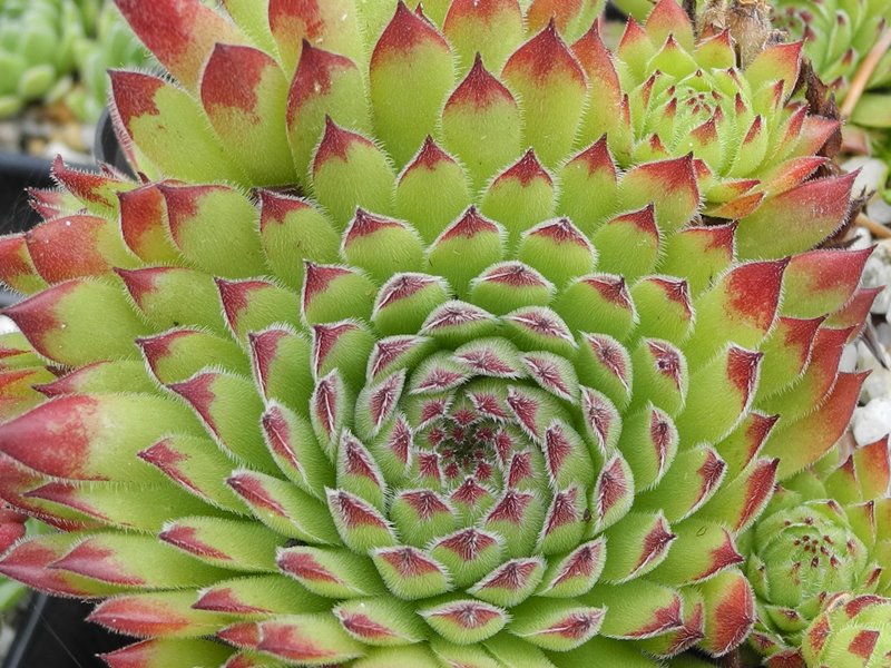 cantabricum x S. montanum