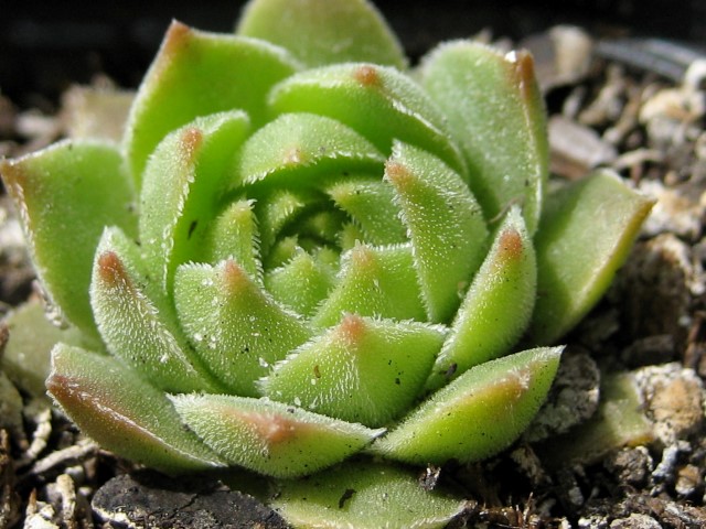cantabricum ssp. cantabricum from Pico Tambaron