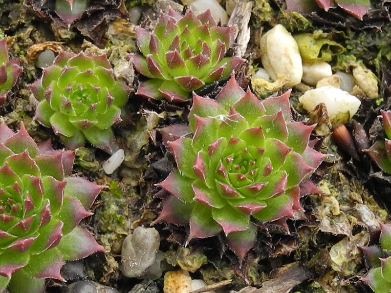 "caucasicum from ""Zachkasar"" (Zachkadsor?)