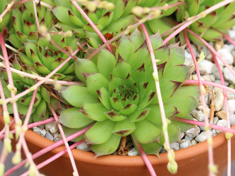 caucasicum from Mt. Gwirgwina