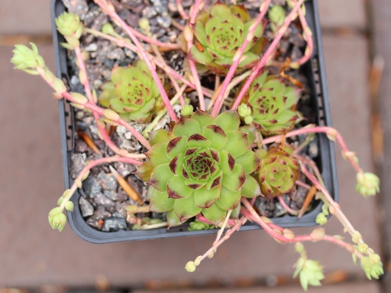 "caucasicum from ""Zachkasar"" (Zachkadsor?)