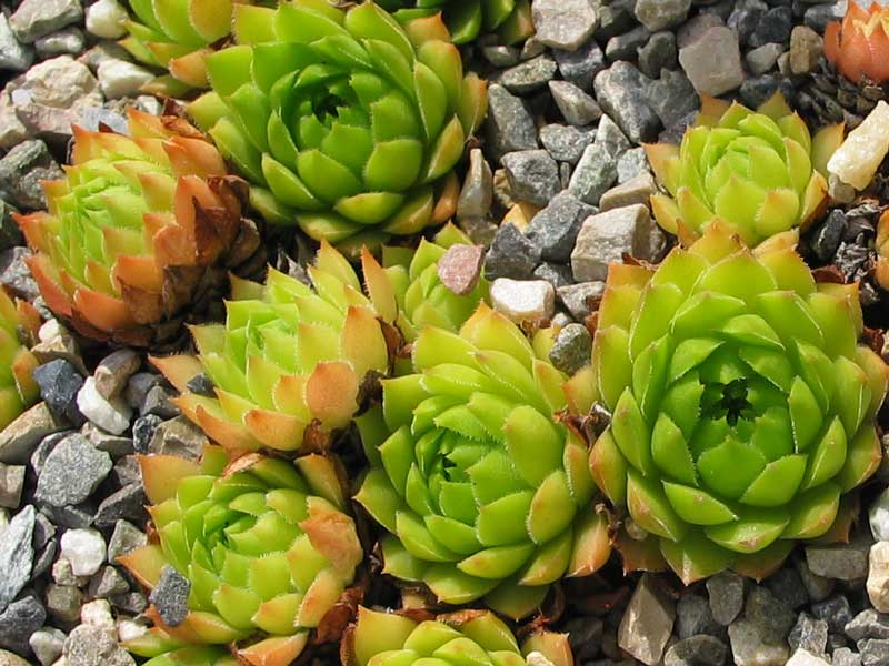 caucasicum from Bakuriani