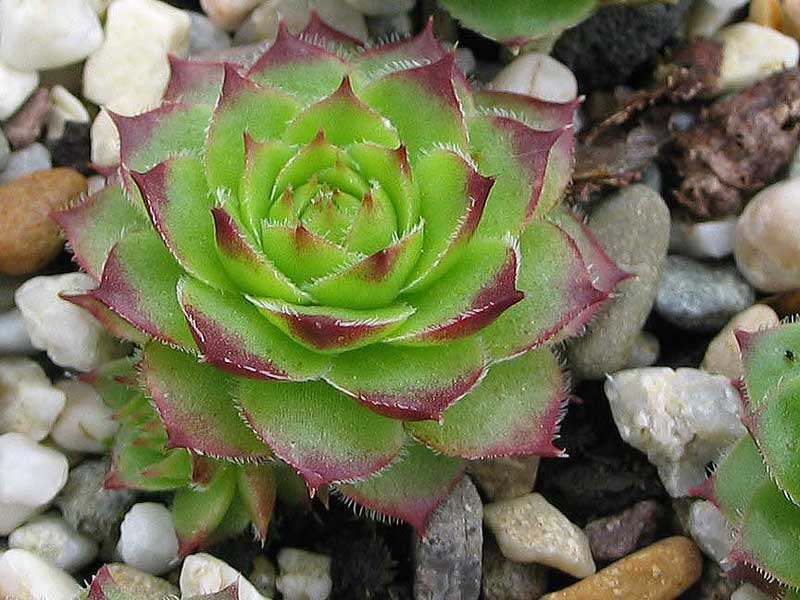 caucasicum from Tscheget