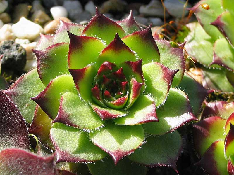 caucasicum from Tscheget