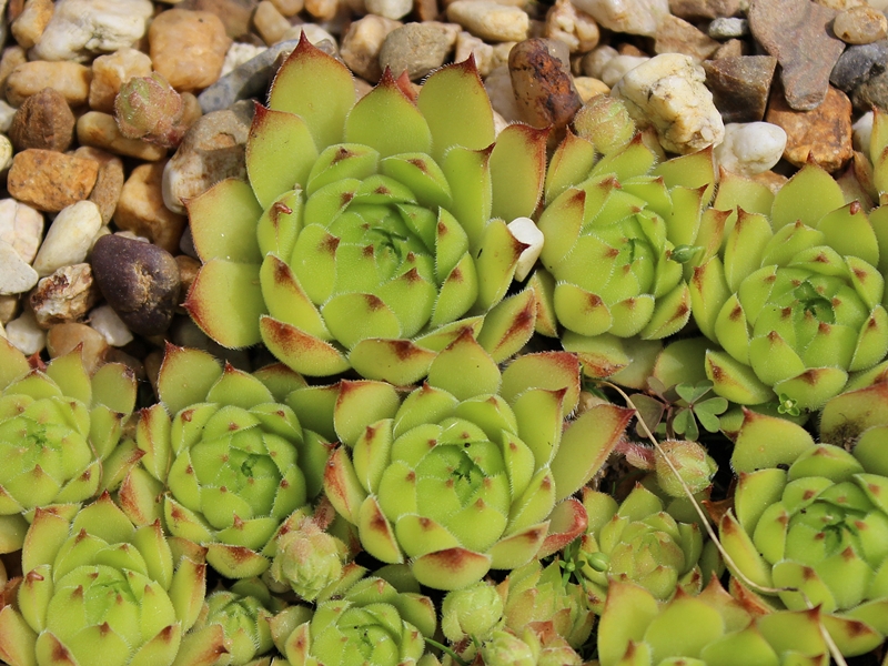 caucasicum from Ordzhonikidze