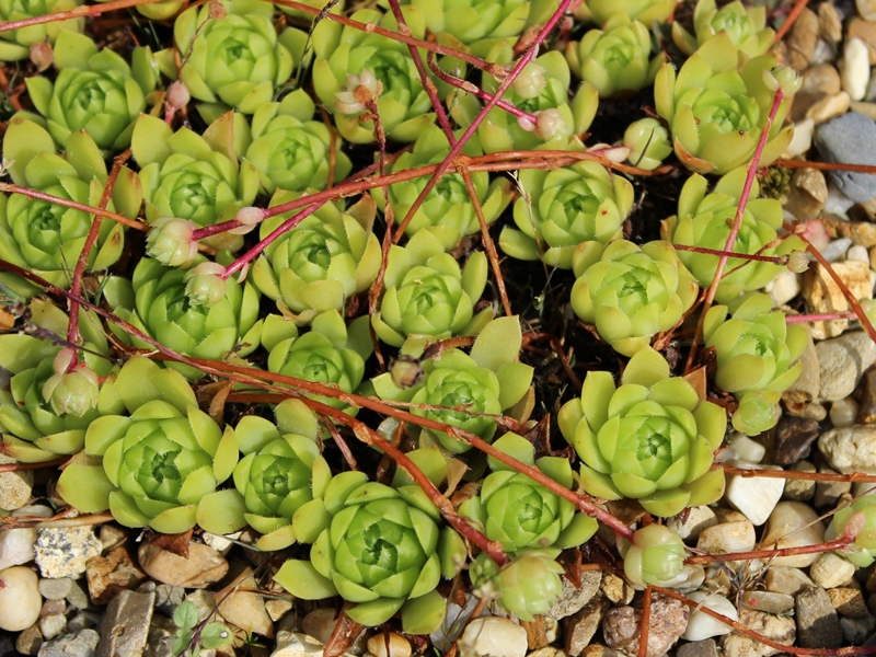 caucasicum from Pseashkho Pass
