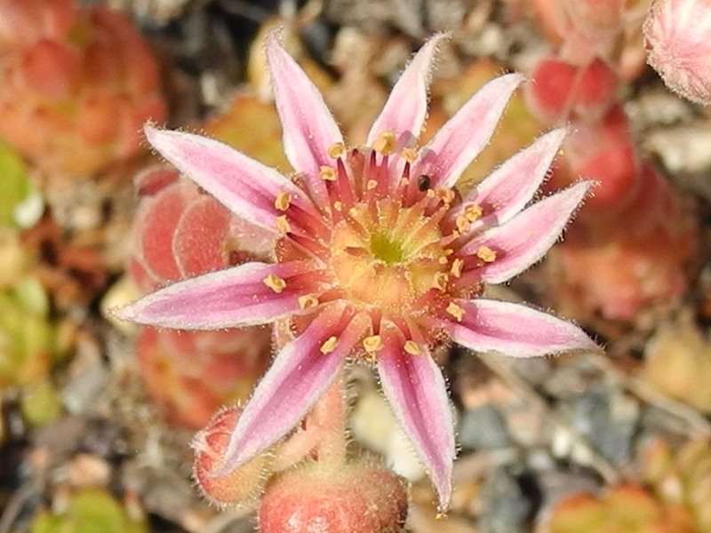 "caucasicum from ""Zachkasar"" (Zachkadsor?)