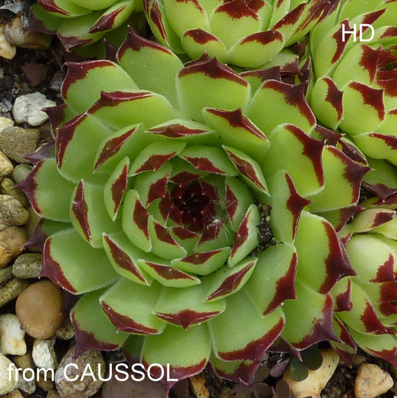calcareum from Caussol 3