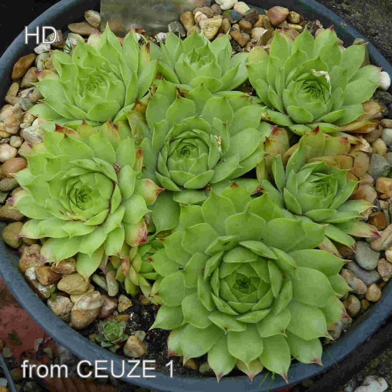 calcareum from Céüse 3