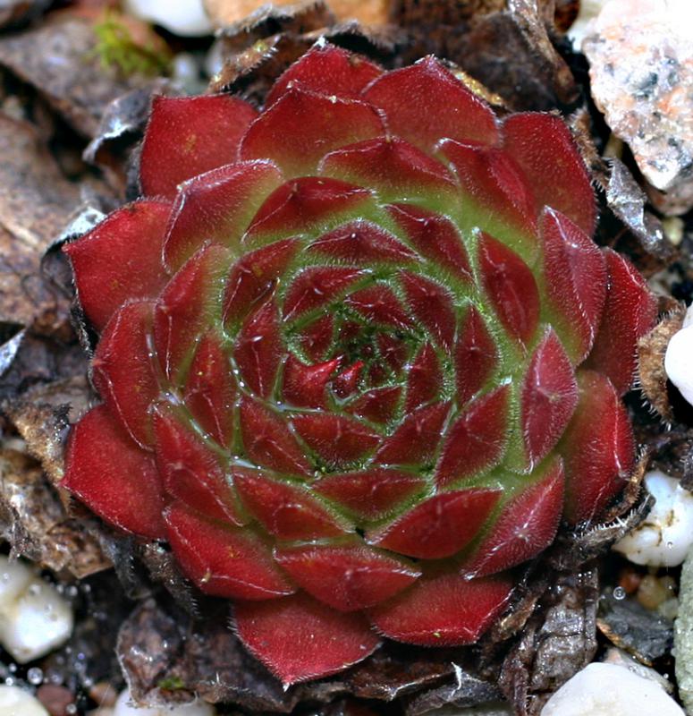 charadzeae