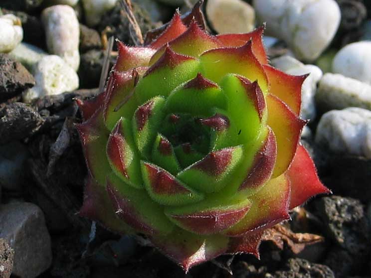 charadzeae