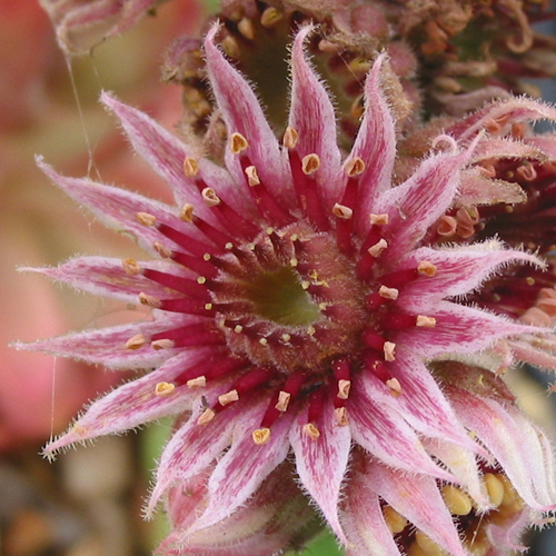 charadzeae