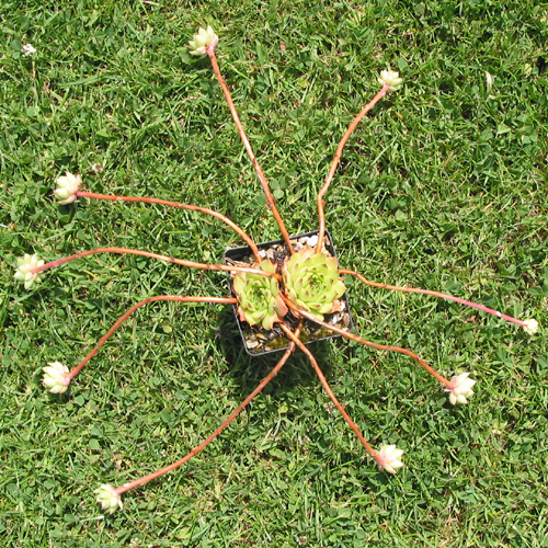 charadzeae