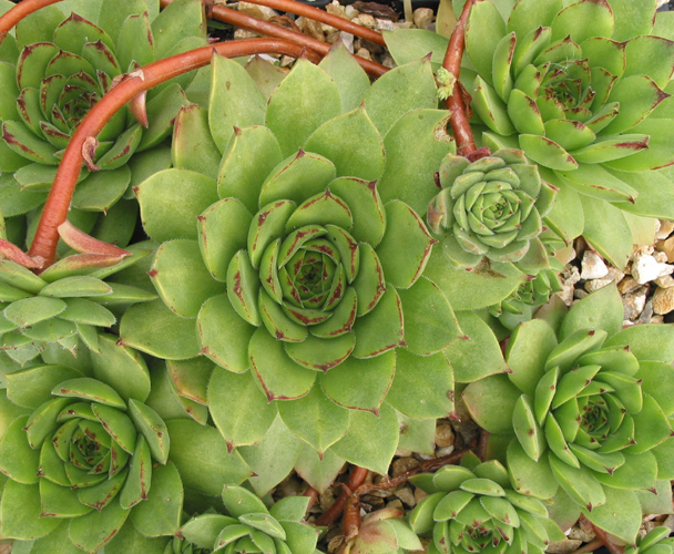 charadzeae