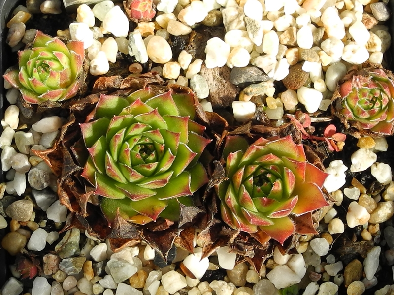 charadzeae