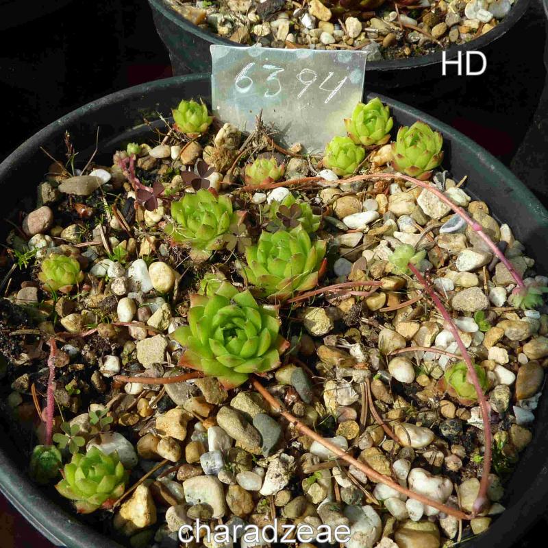charadzeae