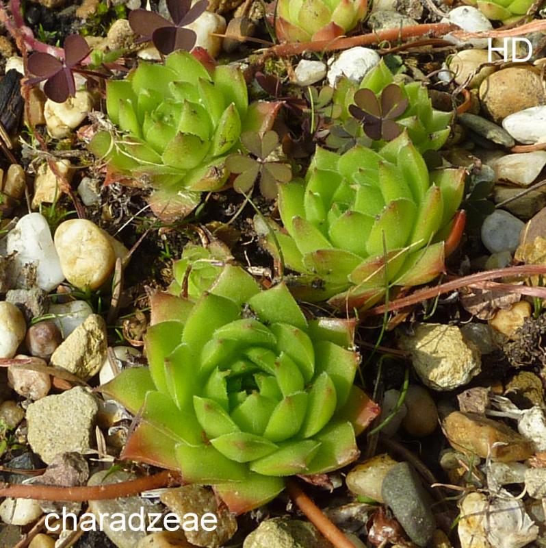 charadzeae