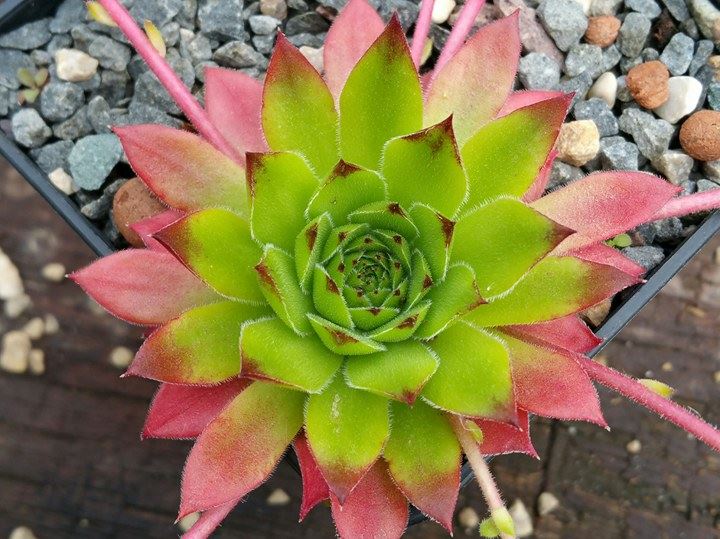 charadzeae
