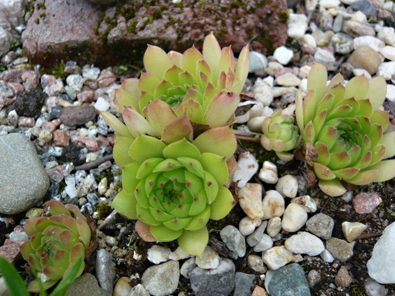 charadzeae