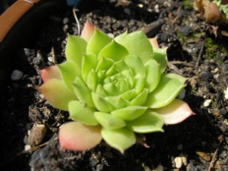 charadzeae