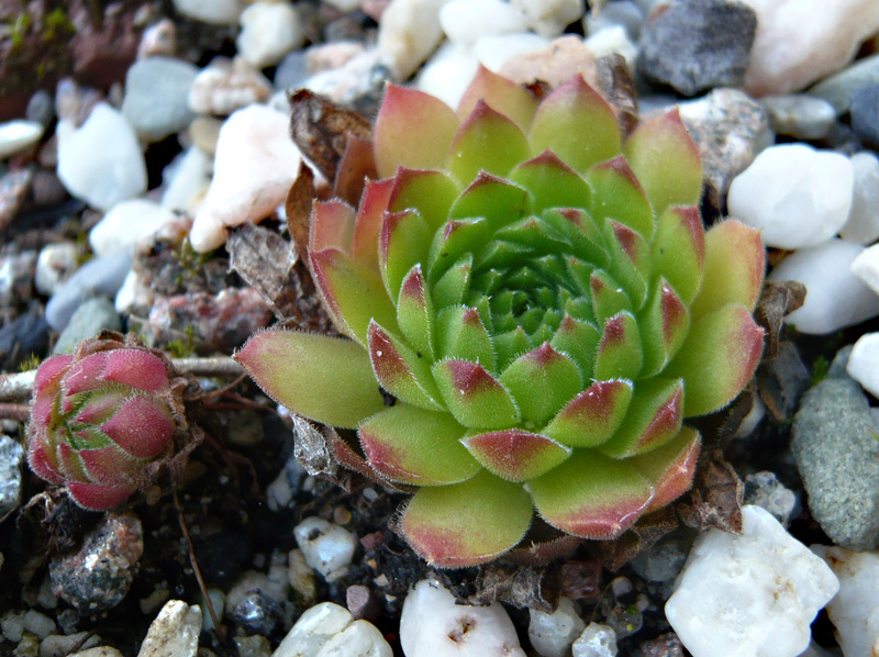charadzeae