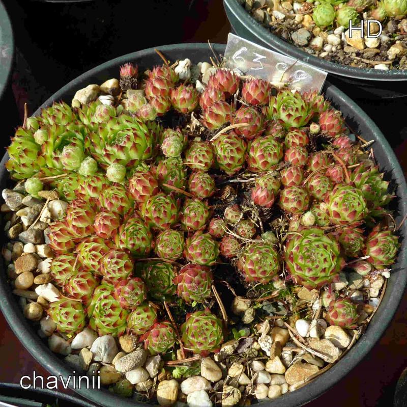 fauconnetii (x chavinii)