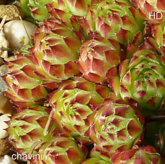 fauconnetii (x chavinii)