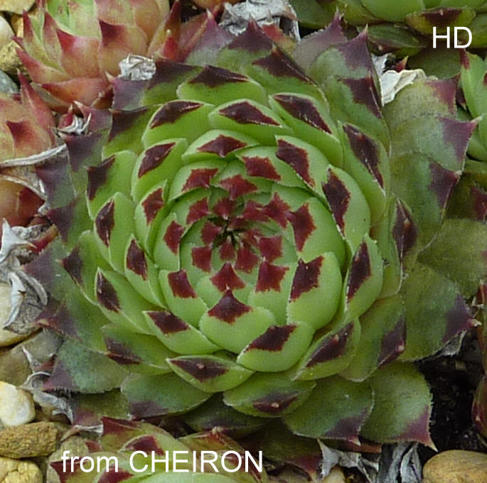 calcareum from Cheiron 3