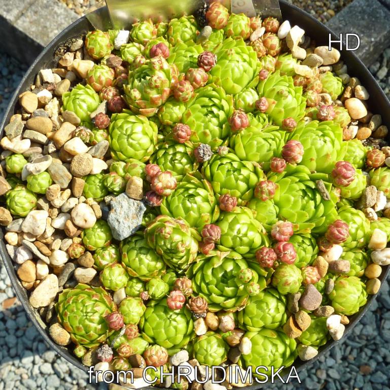 globiferum ssp. hirtum (tatrensis) from Chrudimska