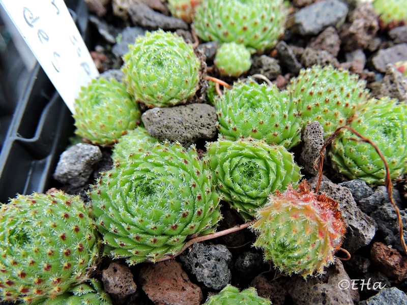 ciliosum ssp. octopodes