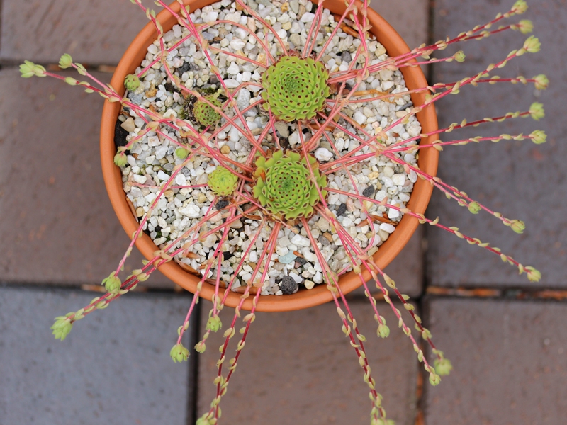 ciliosum ssp. octopodes