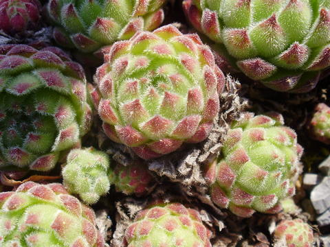 ciliosum x S. marmoreum ssp. erythraeum