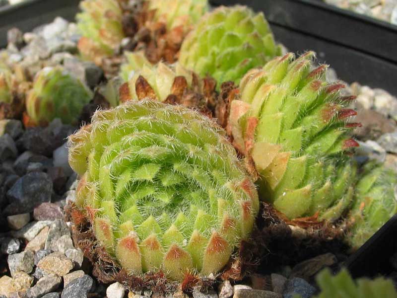 ciliosum ssp. ciliosum (galicicum)