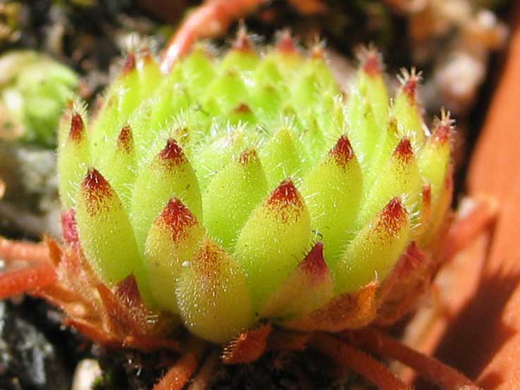 ciliosum ssp. octopodes