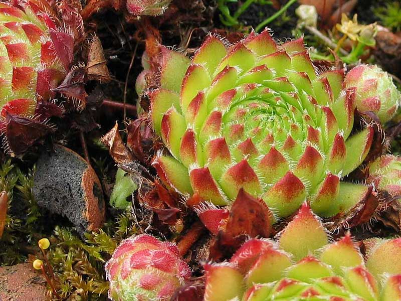 ciliosum x S. marmoreum ssp. erythraeum