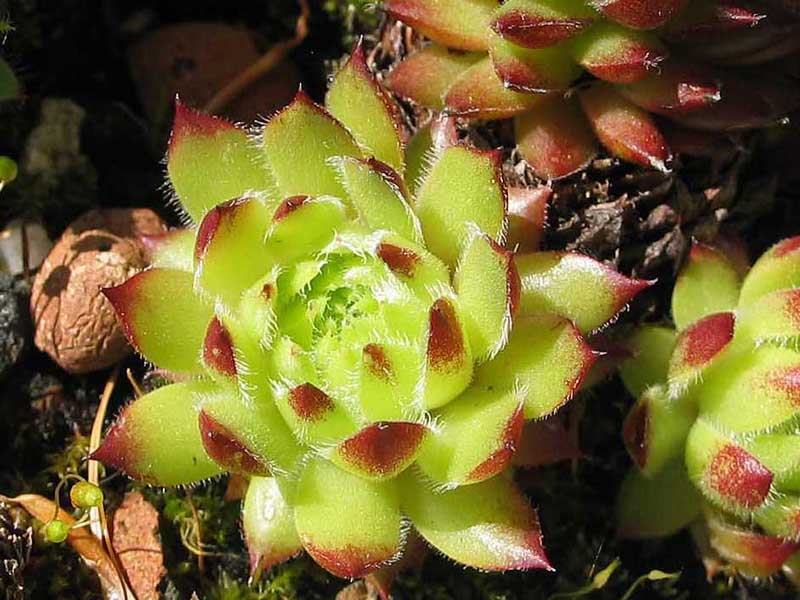ciliosum x S. marmoreum ssp. erythraeum