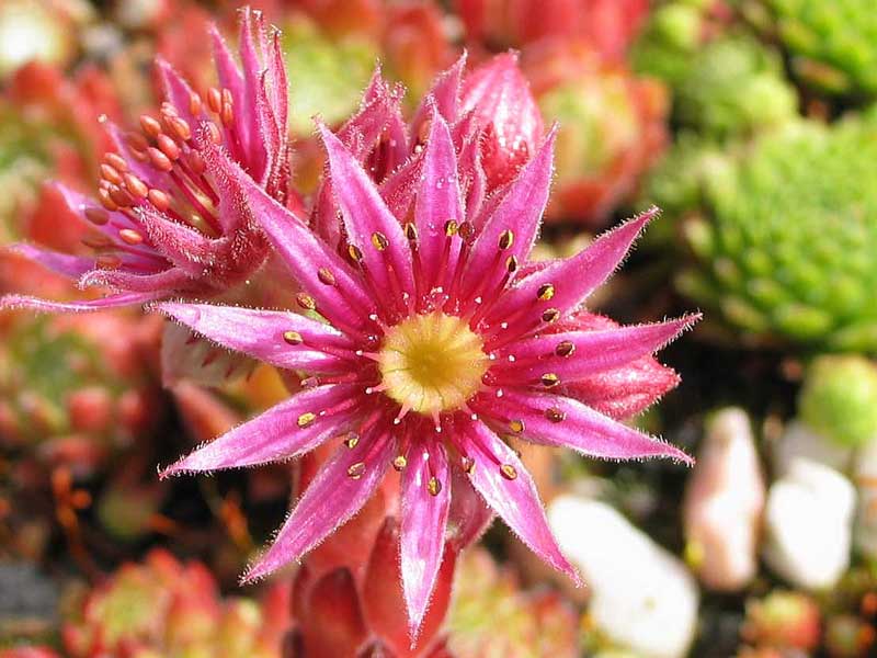 ciliosum x S. marmoreum ssp. erythraeum