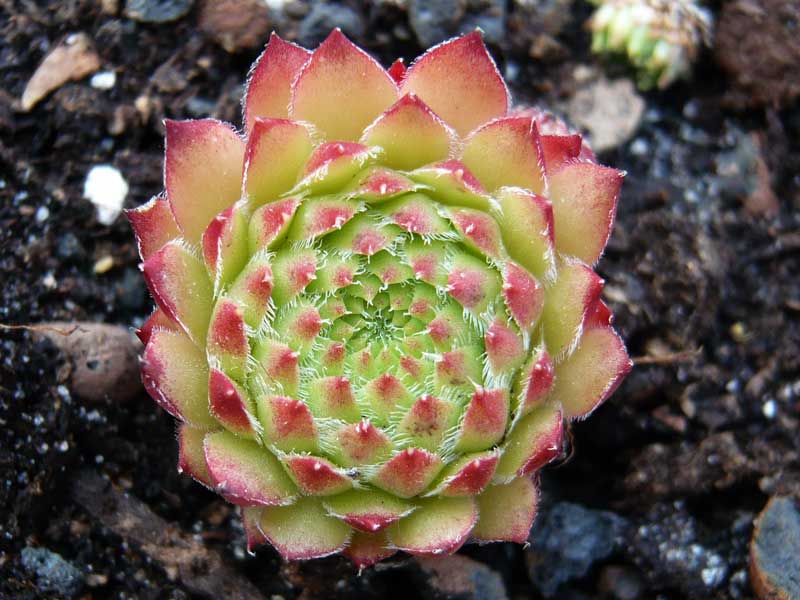 ciliosum x S. marmoreum ssp. erythraeum