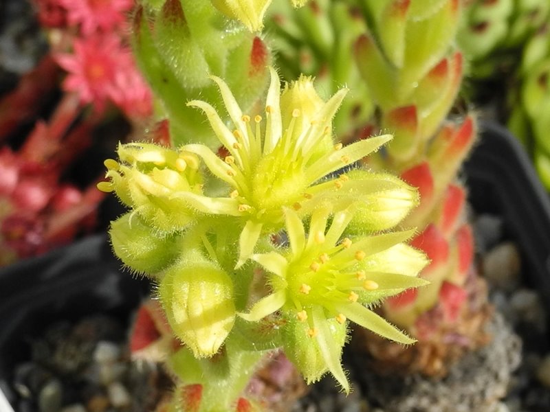 ciliosum from Rila Village