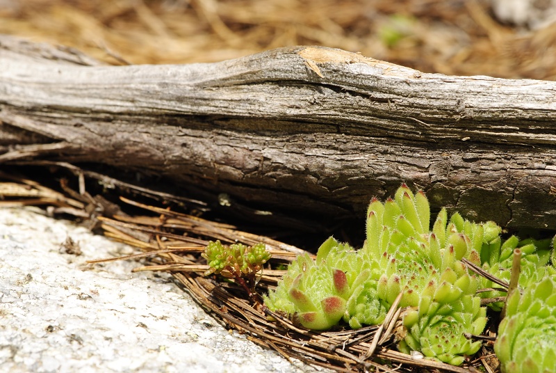 ciliosum ssp. octopodes from Stiv (nördl. Abhang)