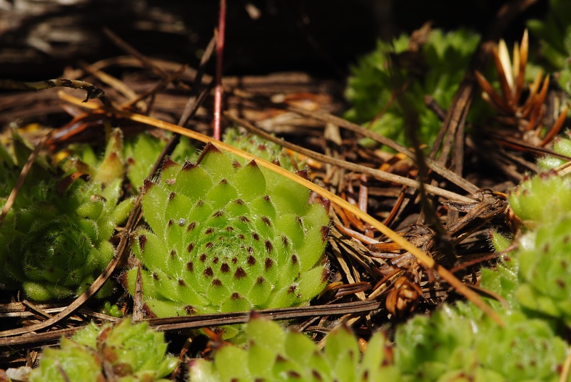 ciliosum ssp. octopodes from Stiv (nördl. Abhang)