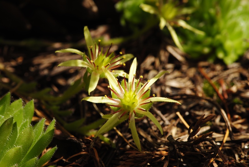 ciliosum ssp. octopodes from Stiv (nördl. Abhang)