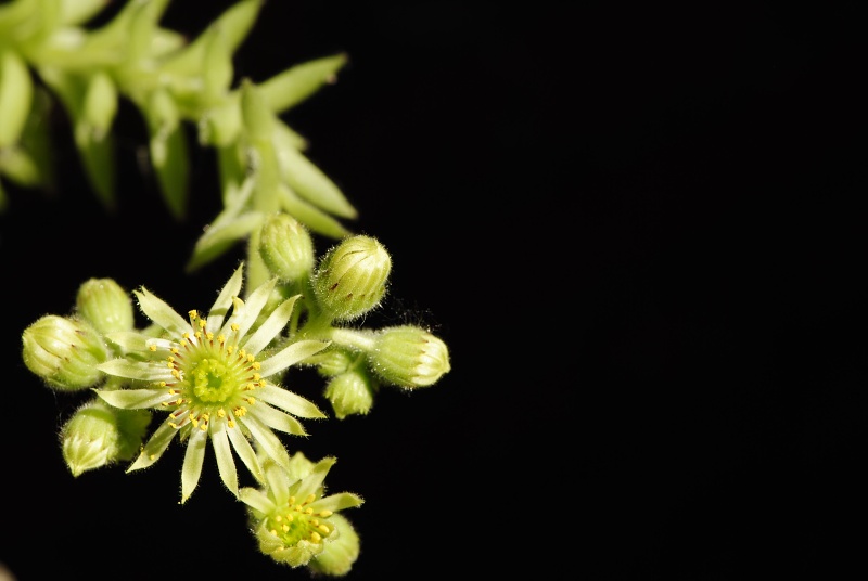 ciliosum ssp. octopodes from Stiv (nördl. Abhang)