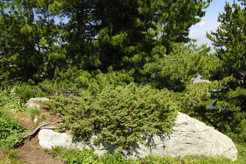 ciliosum ssp. octopodes from Stiv (nördl. Abhang)