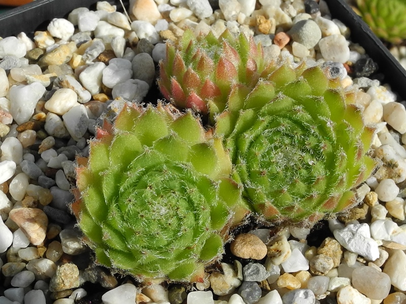 ciliosum x S. pittonii