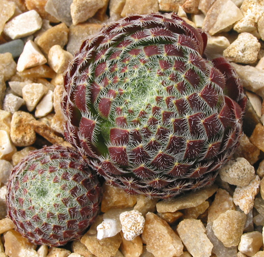 ciliosum from Peštani