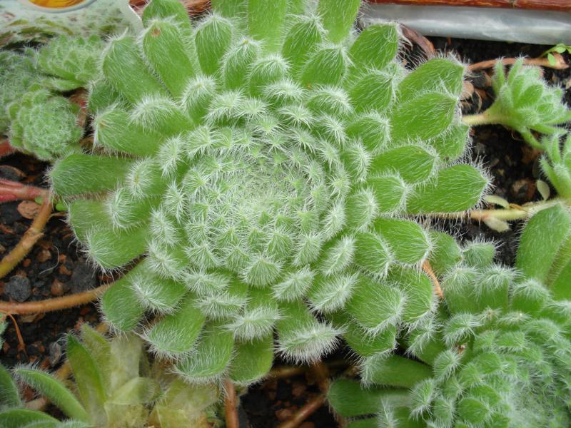 ciliosum ssp. ciliosum (borisii)