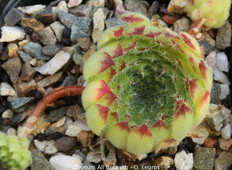 ciliosum from Ali Botusch