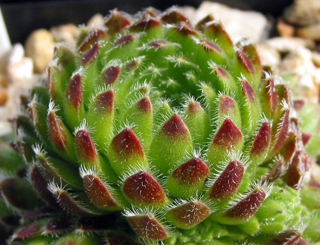 ciliosum from Peštani